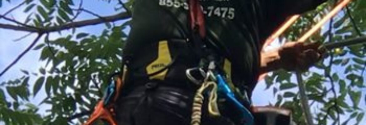 Double Tree Removal Services